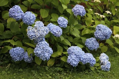 hydrangea flowers in bloom