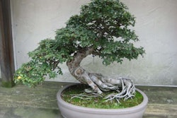 bonsai-tree