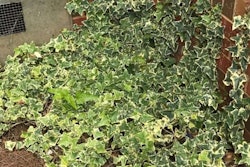 climbing-vines