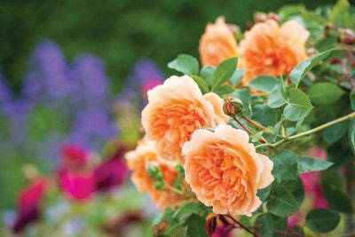 Photo: David Austin Roses