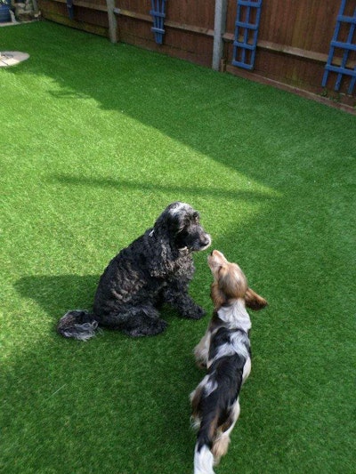 Photo: Perfect Grass