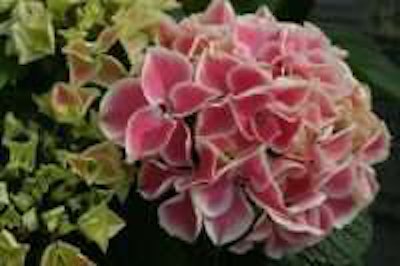 Photo: Proven Winners