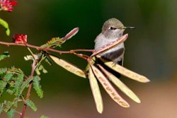 hummingbird-on-twig-768×511