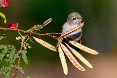 hummingbird-on-twig-768×511