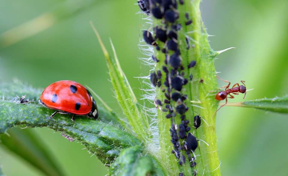 ladybug-aphids-ant
