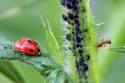 ladybug-aphids-ant