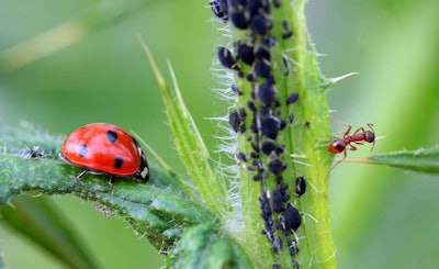 ladybug-aphids-ant