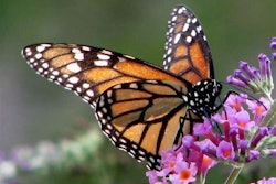 monarch-butterfly