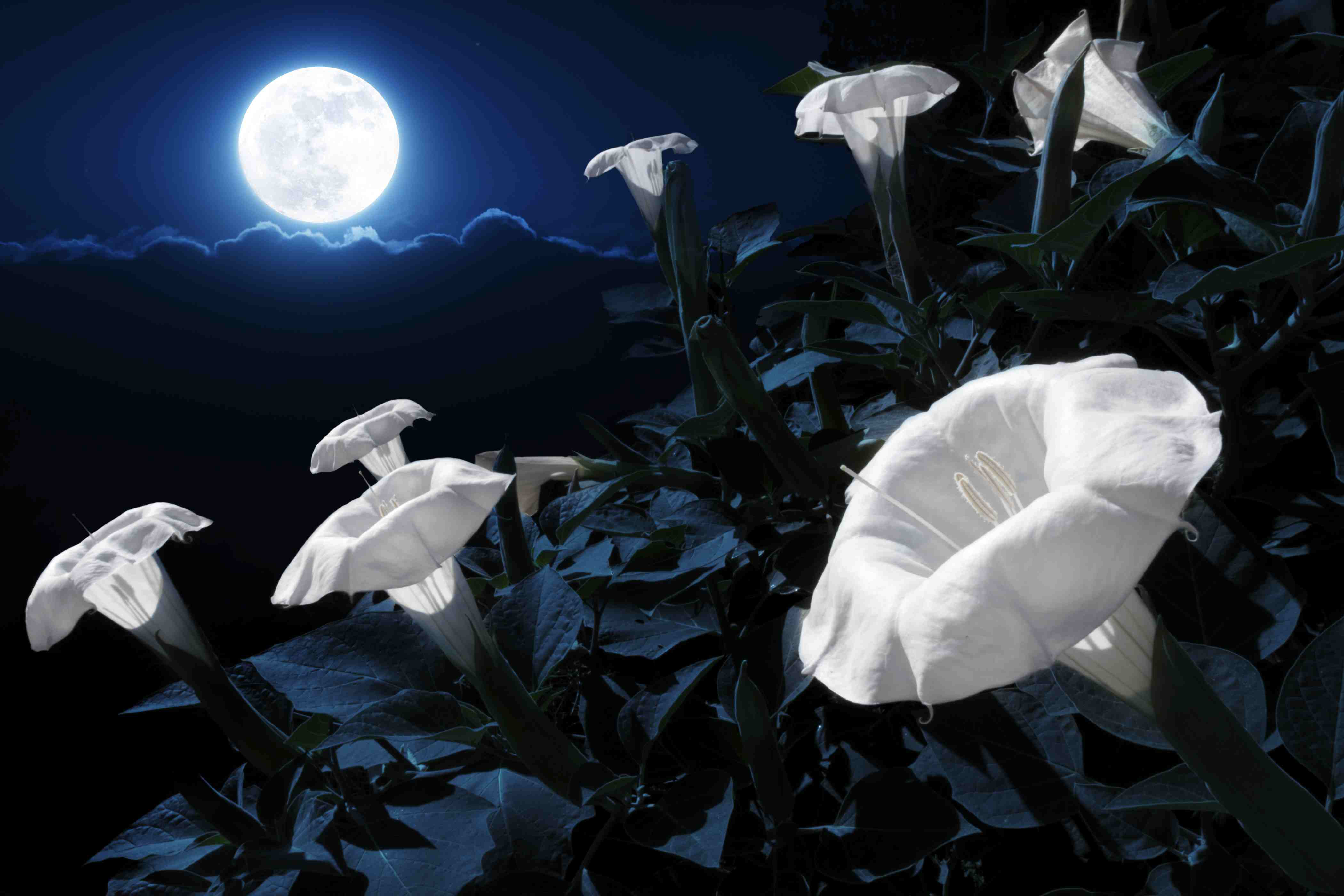 moonlight garden flowers