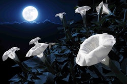 moonlight garden flowers
