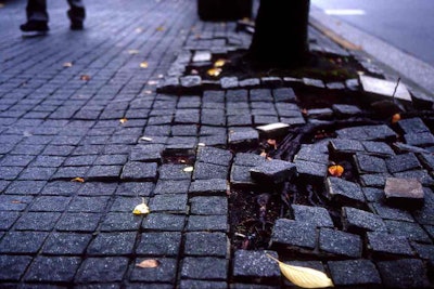 One of the main reasons for tree-sidewalk conflicts is not giving trees the proper growing space. Photo: mrhayata/Flickr