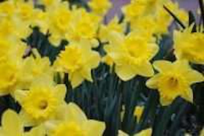 Photo: Laura LaRose/Flickr