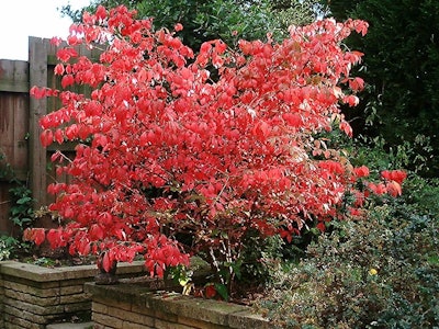 Winged burning bush Photo: Wikipedia