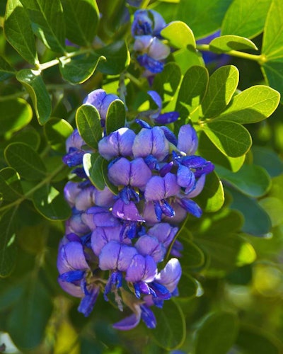 A native alternative would be American wisteria. Photo: wplynn/Flickr