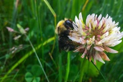 bee-on-plant