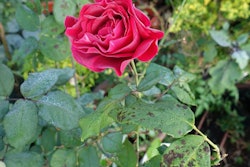 black-spot-rose