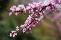 eastern-redbud