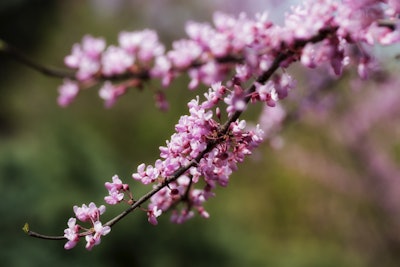 A native alternative would be Eastern redbud. Photo: Steve Byrne/Flickr