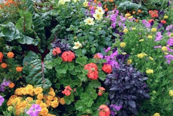 edibles-and-ornamental-plants