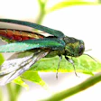 emerald-ash-borer