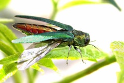 emerald-ash-borer