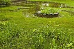 flooded-landscape