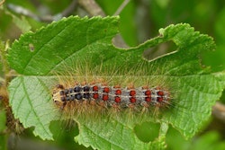 gypsy-moth-caterpillar