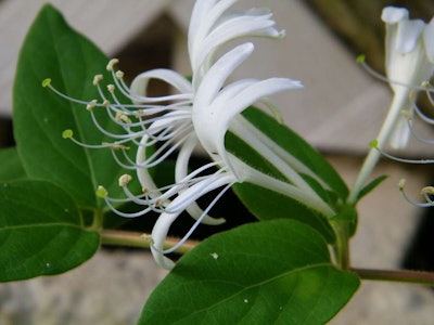 Japanese honeysuckle Photo: Joel/Flickr
