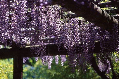 Japanese wisteria Photo: mrhayata/Flickr