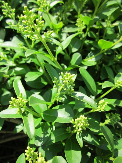 European privet Photo: Pixabay