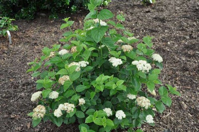 A native alternative would be limerock arrowwood. Photo: JCRaulston Arboretum