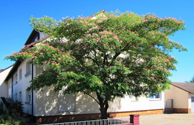 Mimosa or the Persian silk tree Photo: Wikipedia