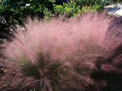A native alternative would be pink muhly grass. Photo: Ken Kennedy/Flickr