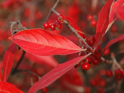 A native alternative would be red chokeberry. Photo: oregonstate.edu