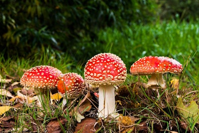 Photo: Pixabay