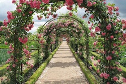 rose-arbor