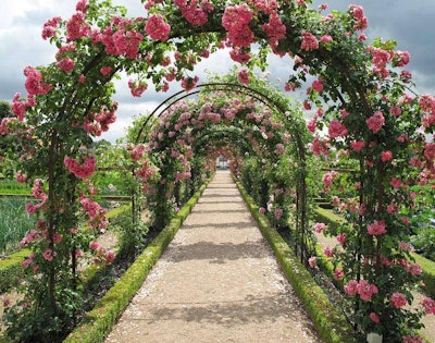 rose arbors in flower garden walkway path