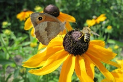 sunflower-bee-moth
