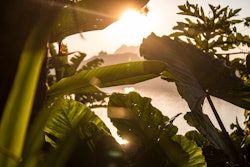 tropical leaves
