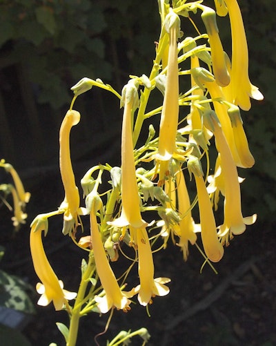 A native alternative would be trumpet honeysuckle. Photo: caligula1995/Flickr