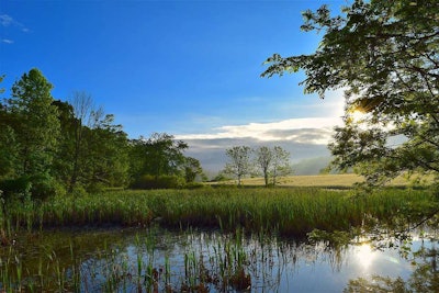 wetlands