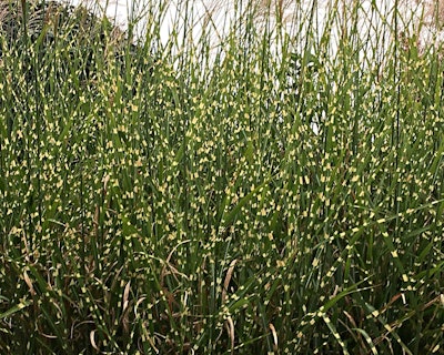 Zebra grass, also known as Chinese silver grass. Photo: Phil and Jo Schiffbauer/Flickr
