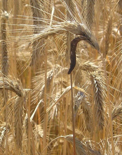 Claviceps purpurea grows on ears of rye. Photo: Wikipedia