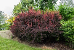 Japanese_barberry_tree