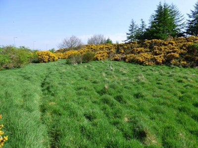 Photo: Natural Communities Native Plants