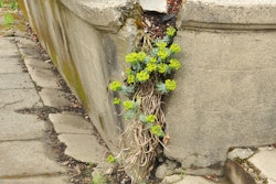 Seattle_-_failing_retaining_wall_in_800_block_of_30th- wikipedia