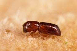 ambrosia_beetle