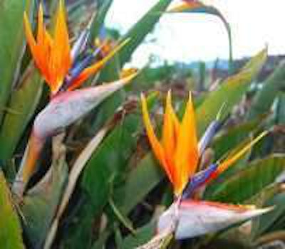 Photo: Kathy Kimpel/Flickr