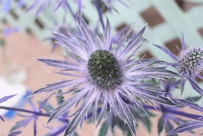 Photo: Wikipedia