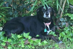 dog-in-yard